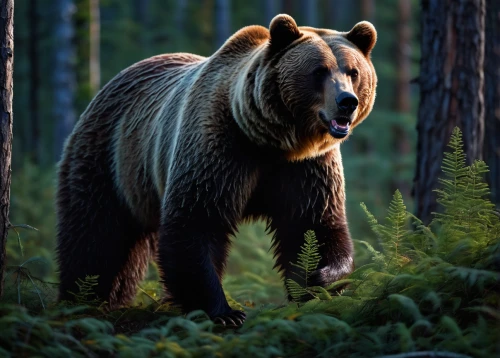 brown bear,nordic bear,grizzly bear,american black bear,bear guardian,grizzlies,grizzly,bear kamchatka,great bear,brown bears,bear,cute bear,kodiak bear,grizzly cub,scandia bear,bear market,black bears,bear bow,cub,bears,Conceptual Art,Oil color,Oil Color 05