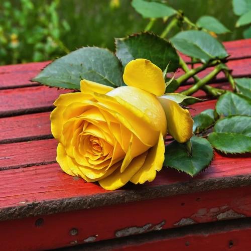 yellow rose on red bench,yellow rose on rail,yellow rose background,gold yellow rose,yellow rose,red-yellow rose,yellow orange rose,yellow roses,white rose on rail,bicolor rose,lady banks' rose,lady banks' rose ,regnvåt rose,yellow sun rose,romantic rose,blue rose near rail,rose plant,bicolored rose,rose flower,bright rose,Illustration,American Style,American Style 03
