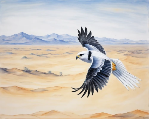 black-winged kite,magpie lark,dove of peace,bird painting,chukar,doves of peace,flying tern,fairy tern,chukar partridge,galliformes,peace dove,bird in flight,crested terns,piping plover,silver tern,snow goose,black-shouldered kite,sandwich tern,magpie,bird flying,Art,Classical Oil Painting,Classical Oil Painting 08