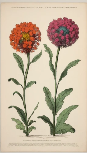 zinnia angustifolia,common zinnia,achillea millefolium,zinnias,lychnis coronaria,deep coral zinnia,sea carnations,chrysanthemum grandiflorum,cape marguerites,illustration of the flowers,peacock carnation,common milkweed,gaillardia,chrysanthemum coronarium,spring carnations,dianthus barbatus,dianthus caryophyllus,yarrow,butterfly milkweed,calendula officinalis,Illustration,Black and White,Black and White 26