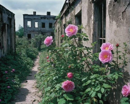 oradour-sur-glane,historic rose,old country roses,blooming roses,landscape rose,esperance roses,oradour sur glane,way of the roses,prora,pink roses,wild roses,veules-les-roses,rose plant,rosa-sinensis,rosa peace,noble roses,free land-rose,dog roses,abandoned places,dog-roses,Photography,Black and white photography,Black and White Photography 13
