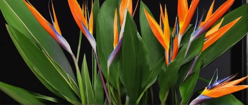 strelitzia orchids,strelitzia,bird of paradise flower,flowers png,heliconia,tasmanian flax-lily,bird of paradise,flower bird of paradise,gymea lily,ornamental grass,foxtail lily,cattails,bird-of-paradise,billbergia pyramidalis,crocosmia,sweet grass plant,orange lily,billbergia nutans,orange flowers,aquatic plant,Photography,Fashion Photography,Fashion Photography 12