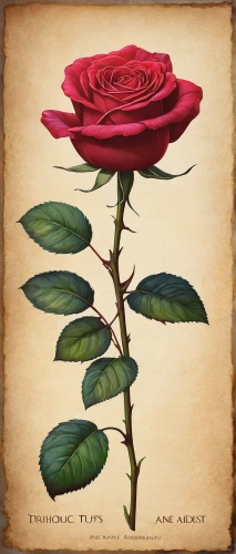 tufts rose,rose flower illustration,arrow rose,alpine rose,free land-rose,shrub rose,frame rose,evergreen rose,lady banks' rose,lady banks' rose ,bicolored rose,rose tail,landscape rose,woods' rose,old country roses,rose bud,rose frame,romantic rose,ground rose,dry rose,Illustration,Retro,Retro 20