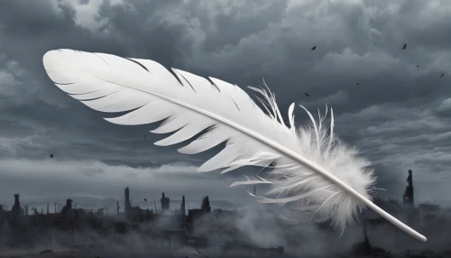 angel wing,white feather,angel wings,angelology,angel of death,black feather,winged heart,dove of peace,raven's feather,dark angel,pigeon feather,fallen angel,death angel,hawk feather,angels of the apocalypse,winged,solomon's plume,bird feather,feather,plume,Conceptual Art,Fantasy,Fantasy 33