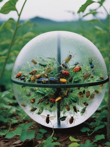 glass sphere,lensball,insect ball,terrarium,environmental art,fishbowl,quarantine bubble,snowglobes,glass ball,snow globes,bee-dome,little planet,magnifying lens,glass marbles,crystal ball-photography,insect house,in the resin,clear bowl,permaculture,giant soap bubble,Photography,Black and white photography,Black and White Photography 06