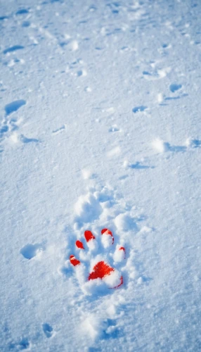 animal tracks,bear footprint,paw prints,bird footprints,foot prints,hare trail,paw print,pawprints,footprints,snow tracks,snow trail,pawprint,a ball in the snow,snow hare,snow drawing,foot print,footprint,carrot print,footsteps,arctic hare,Art,Artistic Painting,Artistic Painting 42