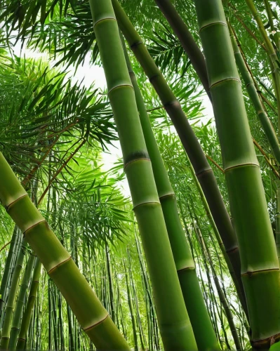 bamboo plants,hawaii bamboo,bamboo forest,bamboo,bamboo curtain,palm branches,palm leaf,palm leaves,palm fronds,fan palm,bamboo frame,palm field,palm pasture,fishtail palm,palm forest,oleaceae,paurotis palm,tropical greens,wine palm,coconut palm,Photography,Fashion Photography,Fashion Photography 08