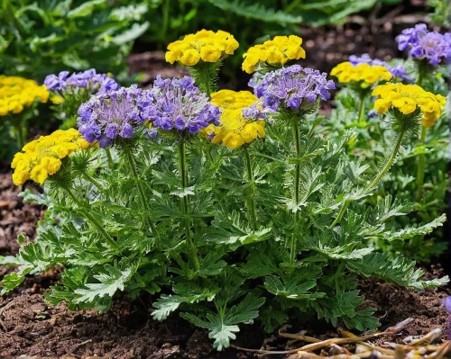 tansy phacelia,phacelia tanacetifolia,violet chrysanthemum,phacelia,pot marigold,argyranthemum frutescens,primula,tanacetum,brassica oleracea var,verbena,verbena family,cineraria,euryops,tanacetum parthenium,alpine aster,euryops pectinatus,chrysanthemum coronarium,tanacetum balsamita,scabiosa columbaria,garden chrysanthemums,Conceptual Art,Graffiti Art,Graffiti Art 03