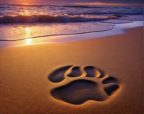 paw print,footprints in the sand,paw prints,footprints,pawprint,footprint in the sand,footprint,pawprints,baby footprint in the sand,dog paw,baby footprints,animal tracks,foot print,foot prints,baby footprint,bear footprint,dog cat paw,footsteps,bird footprints,footstep,Illustration,Realistic Fantasy,Realistic Fantasy 32