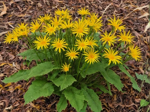 euryops pectinatus,crepis paludosa,arnica montana,rudbeckia nitida,rudbeckia fulgida,lemon beebalm,rudbeckia nidita,silphium perfoliatum,chrysanthemum grandiflorum,xerochrysum bracteatumm,wild chrysanthemum,rudbeckia,chrysanthemum coronarium,siberian chrysanthemum,hieracium,yellow chrysanthemum,asteraceae,yellow chrysanthemums,garden chrysanthemum,fleabane,Conceptual Art,Daily,Daily 18