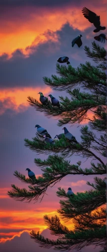 birds on a branch,birds on branch,pine trees,pine tree,crossbills,pine branches,tree toppers,conifers,pine-tree,tree tops,fir-tree branches,pine tree branch,colorful birds,lone tree,spruce trees,perched birds,colorful tree of life,birds in flight,flying birds,flock of birds,Photography,Documentary Photography,Documentary Photography 14
