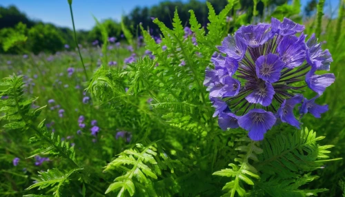 serbian bellflower,monkshood,phacelia,phacelia tanacetifolia,larkspur,delphinium,polemonium caeruleum,siberian bugloss,gentiana,wild cranesbill,perennial flax,rocket flowers,lobelia,glechoma hederacea,bellflowers,meadow plant,canterbury bells,beardtongue,penstemons,wild flax,Illustration,Realistic Fantasy,Realistic Fantasy 03