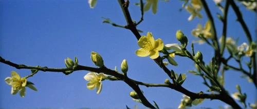 liriodendron tulipifera,inflorescences,flowering branch,shrub in flower,flowering in may,inflorescence,tulpenbaum,flowering branches,flower buds,japanese chestnut buds,common trumpet tree,the flower buds,ginkgo biloba,forsythia,helios 44m7,currant blossom,willow catkin,xanthorrhoeaceae,helios44,willow flower,Photography,Documentary Photography,Documentary Photography 15