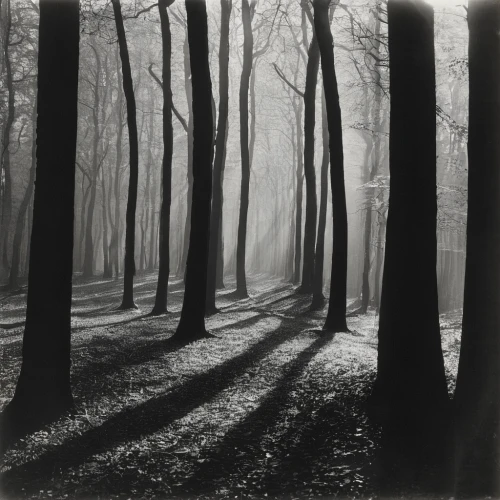 stieglitz,foggy forest,agfa isolette,beech trees,beech forest,copse,deciduous forest,old-growth forest,forest glade,forest dark,forest landscape,chestnut forest,woodland,haunted forest,row of trees,monochrome photography,germany forest,winter forest,forest walk,the forest,Photography,Black and white photography,Black and White Photography 15