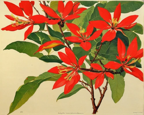 poinsettia,erythrina crista-galli,alstroemeriaceae,red foliage,xanthorrhoeaceae,red magnolia,magnoliaceae,ixora,illustration of the flowers,honeysuckle,flame vine,coral honeysuckle,honeysuckle family,yulan magnolia,american holly,bengal clock vine,geraniaceae,natal lily,chestnut tree with red flowers,ericaceae,Illustration,Paper based,Paper Based 12