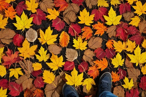 autumn pattern,autumn plaid pattern,autumn leaf paper,colored leaves,fall leaf border,fall leaves,fallen leaves,colorful leaves,autumn leaves,autumnal leaves,autumn background,autumn theme,falling on leaves,autumn decor,colors of autumn,autumn decoration,maple leaves,leaves in the autumn,flower carpet,leaf background,Illustration,Vector,Vector 14