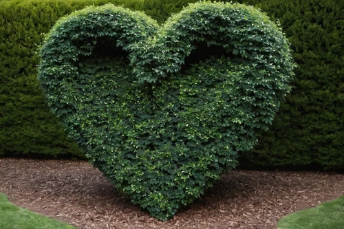 heart shrub,tree heart,love earth,heart shape frame,heart and flourishes,heart flourish,nature love,heart-shaped,heart background,wood heart,heart clipart,heart shape,cute heart,floral heart,a heart,heart pattern,linen heart,heart design,stitched heart,heart shaped,Photography,Documentary Photography,Documentary Photography 20