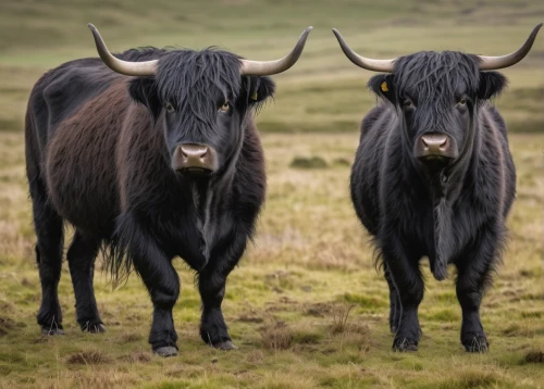 horned cows,galloway cattle,allgäu brown cattle,aurochs,simmental cattle,tyrolean gray cattle,beef cattle,domestic cattle,oxen,galloway cows,ears of cows,yak,two cows,black angus,heifers,mountain cows,alpine cow,young cattle,galloway beef,cattle,Illustration,American Style,American Style 14