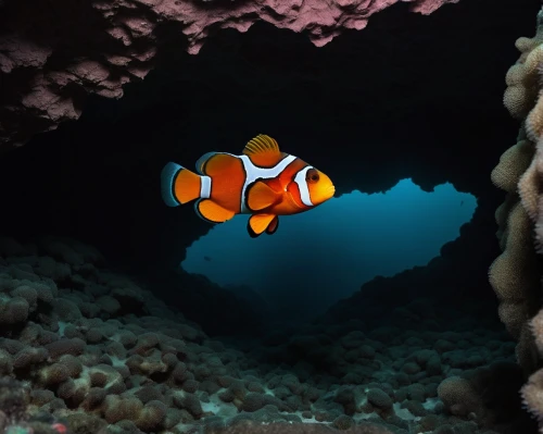 anemonefish,anemone fish,clownfish,clown fish,nemo,scuba,sea cave,cenote,amphiprion,raja ampat,divemaster,dive computer,underwater background,coral guardian,coral reef fish,diveevo,scuba diving,butterflyfish,tubular anemone,underwater diving,Photography,Documentary Photography,Documentary Photography 20