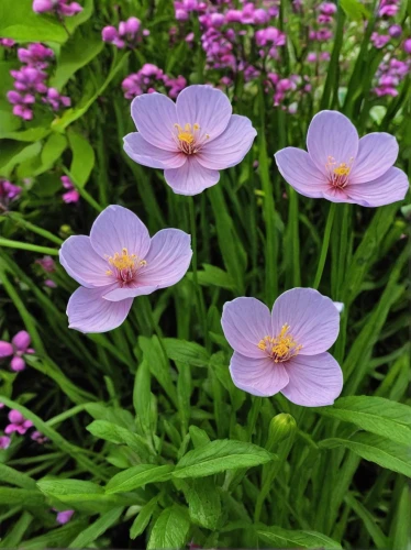 garden cosmos,anemone japonica,perennial flax,violet flowers,cosmea bipinnata,anemone purple floral,purple flowers,cosmea,japanese anemones,anemone japan,cosmos flowers,genus anemone,anemone blanda,cosmos flower,summer anemone,pink cosmea,purple anemone,japanese anemone,garden anemone,anemone japanese,Illustration,American Style,American Style 14