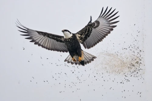 flying and feeding,african fishing eagle,falconiformes,of prey eagle,kingbird feeds fledgling,access the local peregrine,peregrine falcon,fishing hawk,lanner falcon,peregrine,nesting material,pigeon flying,falco peregrinus,bird in flight,in flight,osprey,flapping,bird flying,pied crow,magpie lark,Photography,Documentary Photography,Documentary Photography 35