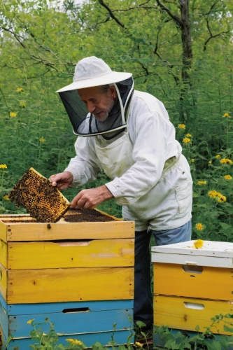 beekeeping,bee keeping,beekeeper,bee-keeping,beekeepers,apiary,bee farm,beekeeper plant,honey products,bee colonies,bee hive,beehives,varroa,beekeeping smoker,female worker,beeswax,beekeeper's smoker,honeybees,bees,bee,Art,Artistic Painting,Artistic Painting 23