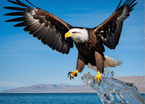 sea head eagle,sea eagle,american bald eagle,sea hawk,bald eagle,giant sea eagle,african fishing eagle,eagle,steller's sea eagle,african eagle,mongolian eagle,fish eagle,eagle eastern,of prey eagle,bald eagles,eagles,eagle head,african fish eagle,eagle vector,steppe eagle,Photography,Documentary Photography,Documentary Photography 35