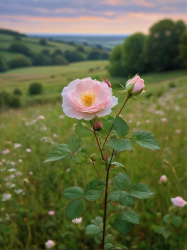 prairie rose,burnet rose,landscape rose,vosges-rose,dog roses,wild roses,dog rose,wild rose,yorkshire,old country roses,wild shrub rose,dog-roses,woods' rose,dog-rose,dorset,althaea officinalis,shrub mallow,bush anemone,lady banks' rose,lady banks' rose ,Art,Classical Oil Painting,Classical Oil Painting 13