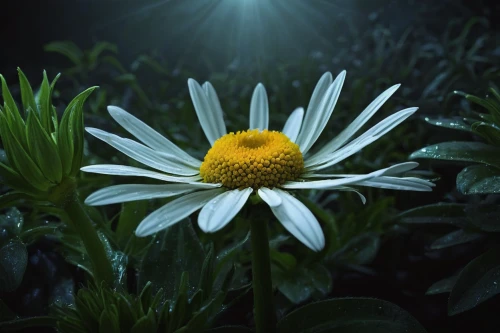 shasta daisy,ox-eye daisy,marguerite daisy,daisy flower,leucanthemum,marguerite,oxeye daisy,the white chrysanthemum,chrysanthemum background,camomile flower,white chrysanthemum,argyranthemum frutescens,celestial chrysanthemum,wood daisy background,leucanthemum maximum,perennial daisy,daisy flowers,flannel flower,common daisy,siberian chrysanthemum,Photography,Documentary Photography,Documentary Photography 09