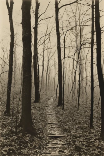stieglitz,haunted forest,forest path,halloween bare trees,northern hardwood forest,deciduous forest,foggy forest,tree lined path,forest road,forest walk,row of trees,hollow way,the mystical path,forest dark,chestnut forest,old-growth forest,tree grove,the woods,the forest,copse,Conceptual Art,Oil color,Oil Color 15
