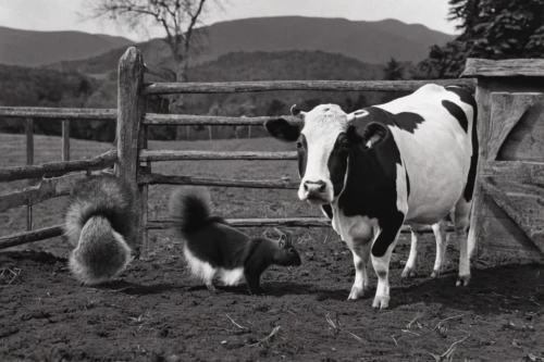 cow with calf,mountain cows,cow-goat family,alpine cow,cow pats,two cows,galloway cows,dairy cows,holstein cow,cows,ruminants,holstein cattle,livestock,mother cow,bovine,mountain cow,dairy cow,milk cows,domestic cattle,livestock farming,Photography,Black and white photography,Black and White Photography 11