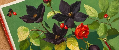 black hellebore,columbines,crimson columbine,nightshade plant,aquilegia japonica,aquilegia olympic,lapland columbine,bellflowers,flower illustration,fritillaria imperialis,flower painting,columbine,black rose hip,atala,wild tulips,deadly nightshade,rosehips,nasturtium,flower and bird illustration,detail shot,Illustration,Retro,Retro 09