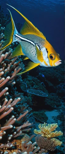 coral reef fish,cardinal fish of banggaï,mahimahi,lemon surgeonfish,carcharhiniformes,garibaldi (fish),wrasses,pallet surgeonfish,blue stripe fish,mahi-mahi,leuconotopicus,anodorhynchus,chroicocephalus ridibundus,cichla,mahi mahi,salarias fasciatus,remora,anthracoceros coronatus,acanthorhynchus tenuirostris,marine fish,Illustration,American Style,American Style 05