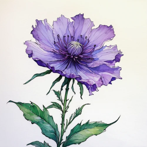 purple chrysanthemum,violet chrysanthemum,china aster,watercolor flower,flower painting,watercolour flower,himilayan blue poppy,blue chrysanthemum,new york aster,purple dahlias,purple dahlia,anemone purple floral,purple daisy,watercolour flowers,cyanus cornflower,cornflower,flower illustrative,watercolor flowers,anemone blanda,dahlia purple,Conceptual Art,Fantasy,Fantasy 08