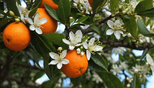 calamondin,tangerine fruits,orange tree,tangerine tree,kumquats,minneola,orange climbing plant,tangerines,citrus sinensis,orange blossom,kumquat,fruit blossoms,citrus plant,mandarins,growing mandarin tree,fruit tree,ripening fruit,orange fruit,persimmon tree,mirabelle tree,Conceptual Art,Fantasy,Fantasy 14