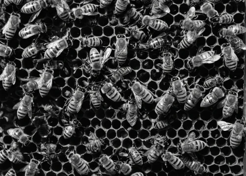 stingless bees,solitary bees,bee colony,honeycomb structure,colletes,insect hotel,insect house,beekeeping,cola bottles,hive,bee hotel,honey bees,swarm,beekeepers,honeybees,insects,bee colonies,beehives,swarm of bees,bee eggs,Photography,Black and white photography,Black and White Photography 13