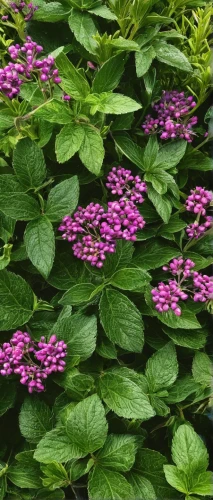 duranta,garden shrub,spirea,verbena,nepeta racemosa,european pipe shrub,small-leaf lilac,flowering shrub,purple flowers,purpurea,alternanthera,hydrangea serrata,decorative bush,fragrant flowers,heart shrub,verbena family,polka plant,flowering plant,flowers in may,syringa vulgaris,Photography,Documentary Photography,Documentary Photography 18