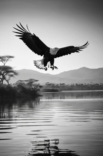 african fishing eagle,fish eagle,african eagle,african fish eagle,vulture african,sea eagle,of prey eagle,giant sea eagle,crane bird flying,vulture,great heron,black vulture,fishing hawk,eagle silhouette,lake victoria,flying hawk,heron,bird in flight,bird of prey,migratory bird,Photography,Black and white photography,Black and White Photography 08