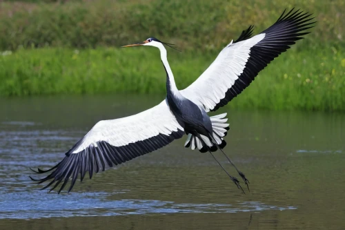 fujian white crane,cow heron,great heron,the danube delta,danube delta,wading bird,pied heron,crane bird flying,crane-like bird,pacific heron,rattle stork,red-crowned crane,demoiselle crane,white necked heron,grey neck king crane,white-naped crane,great white pelican,common heron,egretta novaehollandiae,white heron,Illustration,Paper based,Paper Based 16