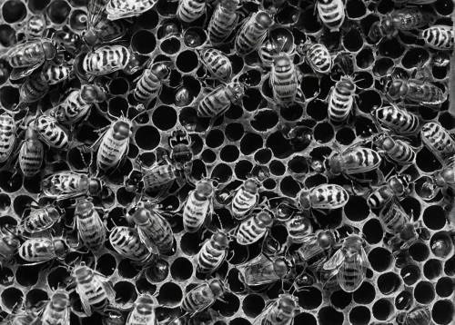 honeycomb structure,pollen warehousing,hive,bee eggs,trypophobia,wasps,varroa,swarm,building honeycomb,bee colony,honeycomb,colletes,stingless bees,apis mellifera,honeybees,solitary bees,swarms,honey bees,bees,beekeeping,Photography,Black and white photography,Black and White Photography 10