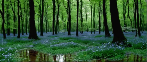 bluebells,beautiful bluebells,bluebell,fairy forest,forest glade,fairytale forest,riparian forest,germany forest,forest landscape,holy forest,beech forest,forest floor,green forest,aaa,elven forest,cartoon forest,forest of dreams,tree grove,enchanted forest,star wood,Photography,Black and white photography,Black and White Photography 10