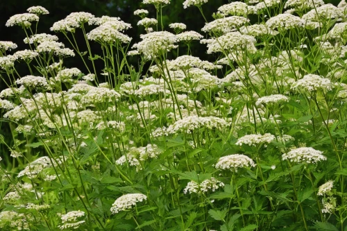 umbelliferae,apiaceae,water dropwort,garden angelica,sweet cicely,meadowsweet,douglas' meadowfoam,greek valerian,heracleum (plant),achillea millefolium,filipendula ulmaria,cow parsley,wild carrot,tanacetum parthenium,japanese meadowsweet,yarrow,ribwort,allium giganteum,ramsons,spirea,Photography,Black and white photography,Black and White Photography 04