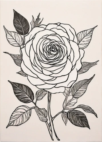 rose flower drawing,rose flower illustration,rose drawing,roses pattern,flower line art,bicolored rose,flower drawing,lady banks' rose ,lady banks' rose,white rose,arrow rose,landscape rose,flower illustration,porcelain rose,bicolor rose,rose non repeating,rose flower,flower rose,cream rose,frame rose,Photography,Documentary Photography,Documentary Photography 28