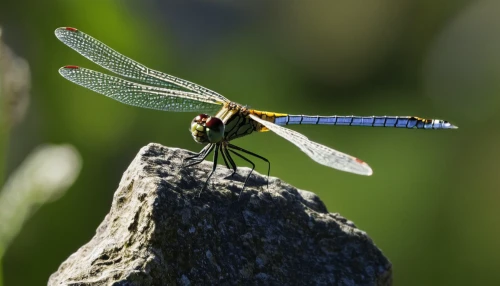 spring dragonfly,dragonfly,dragon-fly,dragonflies and damseflies,dragonflies,hawker dragonflies,damselfly,gonepteryx cleopatra,coenagrion,trithemis annulata,perched on a log,glass wings,banded demoiselle,green-tailed emerald,gonepteryx rhamni,mayflies,limnephilidae,herbstannemone,net-winged insects,aix galericulata,Photography,Black and white photography,Black and White Photography 03