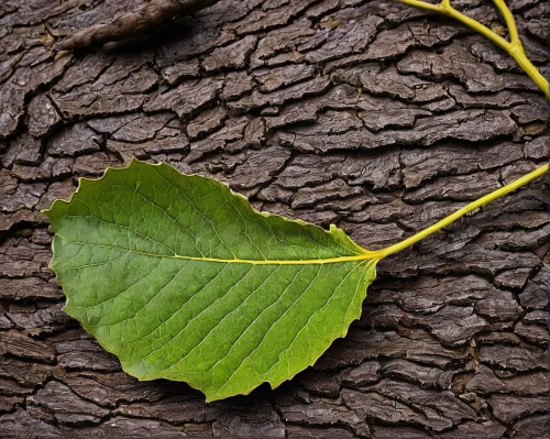 brown leaf,beech leaf,leaf veins,leaf branch,liriodendron tulipifera,young leaf,magnolia leaf,leaf structure,leaves,foliage leaf,leaf,chestnut with leaf,leaf border,dry leaves,tulip poplar,ginkgo leaf,wood and leaf,tree leaf,chestnut leaf,dry leaf,Illustration,Paper based,Paper Based 28