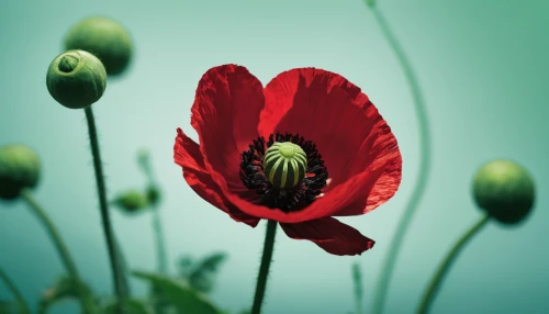 red poppy,poppy flower,red poppy on railway,poppy plant,coquelicot,papaver,poppy flowers,oriental poppy,floral poppy,red poppies,poppy anemone,klatschmohn,opium poppy,red anemone,corn poppy,seidenmohn,poppies,tulip background,a couple of poppy flowers,pasqueflower,Illustration,American Style,American Style 11