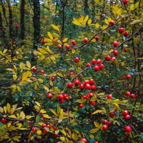 rowan berries,rose hip berries,rose hip bush,rosehip berries,mountain ash berries,holly berries,rowanberry,ripe rose hips,red berries,ilex verticillataamerican winterberry,rowan fruit,green rose hips,cornelian cherry,rose hip plant,rowanberries,rosehips,rose hips,bunches of rowan,rowan-tree,wild berries,Photography,Black and white photography,Black and White Photography 12