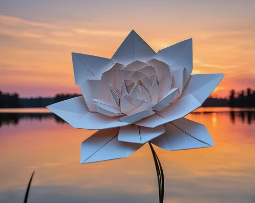 water lotus,lotus flower,lotus on pond,sacred lotus,flower in sunset,lotus ffflower,white water lily,flower of water-lily,lotus blossom,water lily flower,stone lotus,lotus flowers,lotus png,lotus,pond flower,fragrant white water lily,water lilly,lotus with hands,golden lotus flowers,water lily,Unique,Paper Cuts,Paper Cuts 02