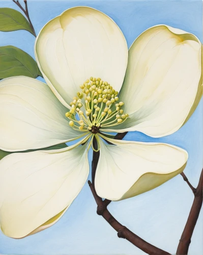 dogwood flower,white magnolia,dogwood,flowering dogwood,southern magnolia,magnolia,flower dogwood,dogwood family,cloves schwindl inge,blue star magnolia,magnolia blossom,yulan magnolia,chinese magnolia,linden blossom,magnolia flowers,dinner-plate magnolia,magnolia star,magnolia tree,cornus florida,magnolias,Art,Artistic Painting,Artistic Painting 21