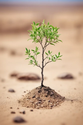 sapling,plant and roots,growth icon,ecological sustainable development,isolated tree,desertification,flourishing tree,sustainable development,small tree,seedling,a young tree,saplings,arid,growth hacking,the roots of trees,bonsai tree,the cultivation of,resilience,environmentally sustainable,the roots of the mangrove trees,Unique,3D,Panoramic